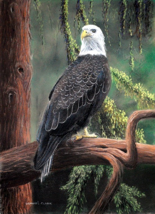 How to Draw a Bald Eagle in Pastel