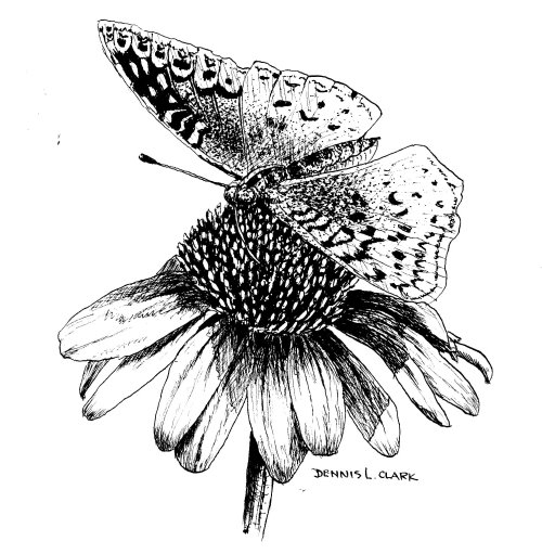 How to Draw a Butterfly on a Flower in Pen and Ink