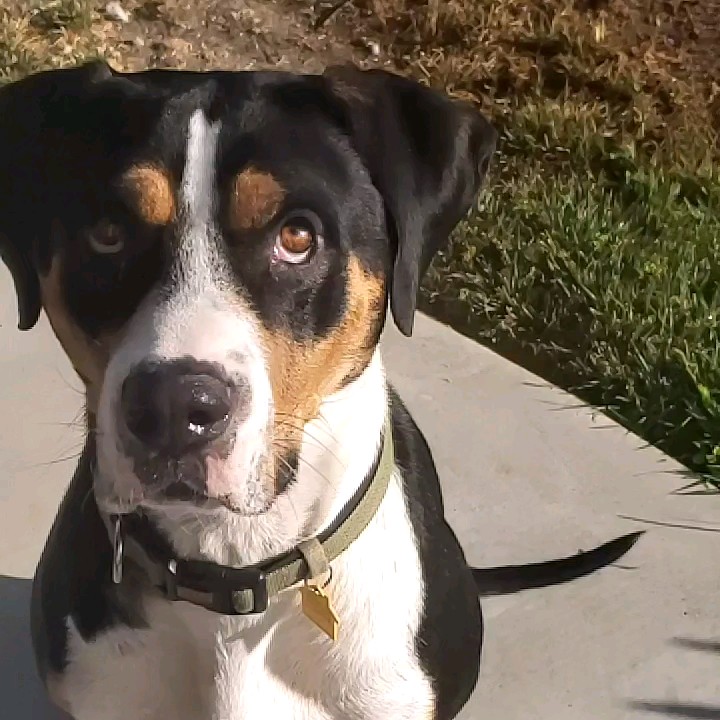 Greater Swiss Mountain Dog Dog Breed The Cutest Greater Swiss