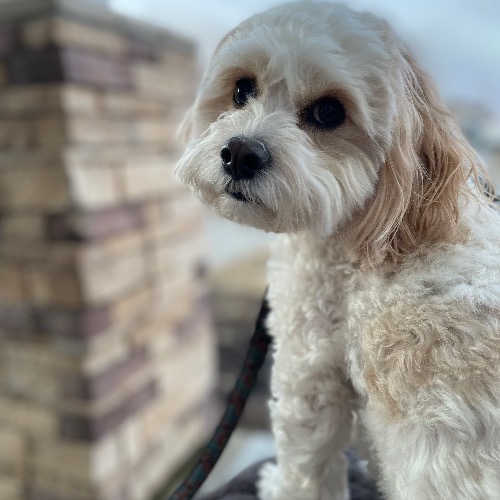 Cavachon Dog Breed The Cutest Cavachon Photos