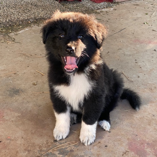 Border Collie Mix Dog Breed The Cutest Border Collie Mix Photos