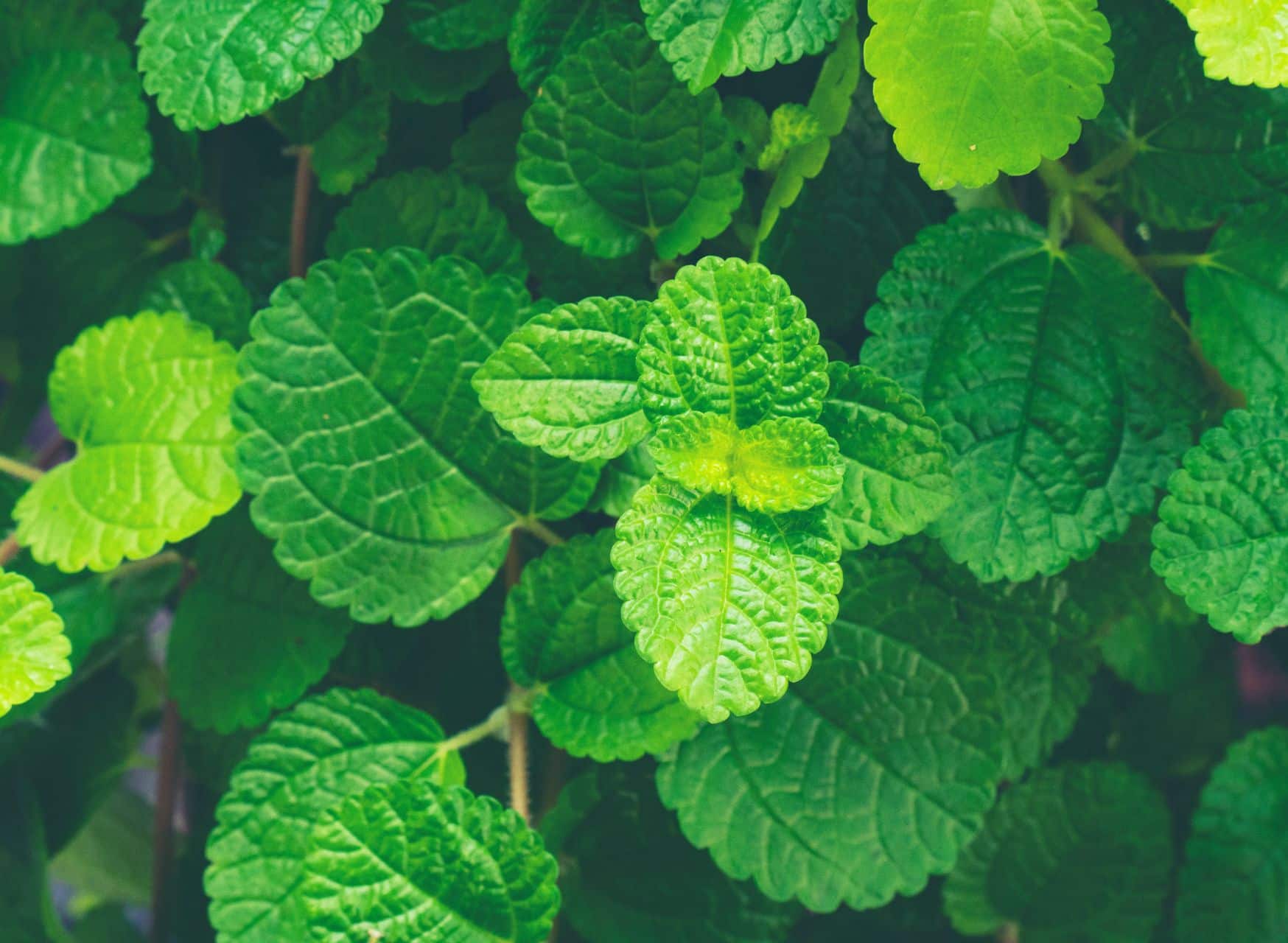 Herbs Safe For Cats 6 Natural Herbs For Cat Health