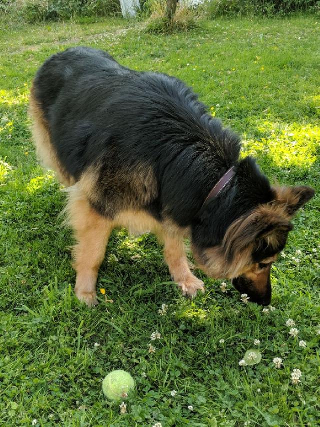 Dog Walking Services at Hubbards Chase, Romford RM1