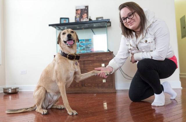 Pet Boarding in West Lawrence Avenue, Chicago PetInn PetBacker