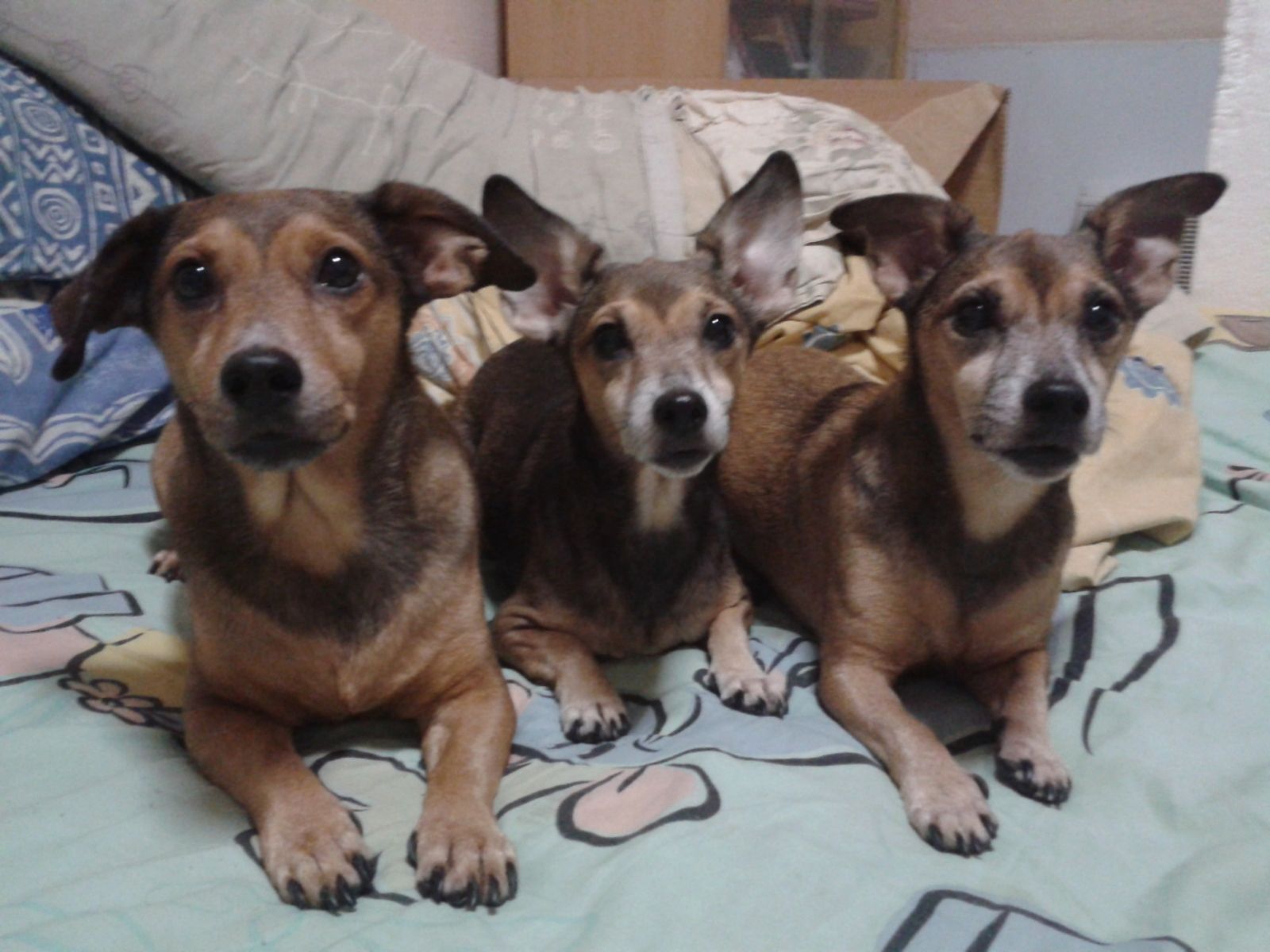 Pet Sitters in Singapore Insured on PetBacker