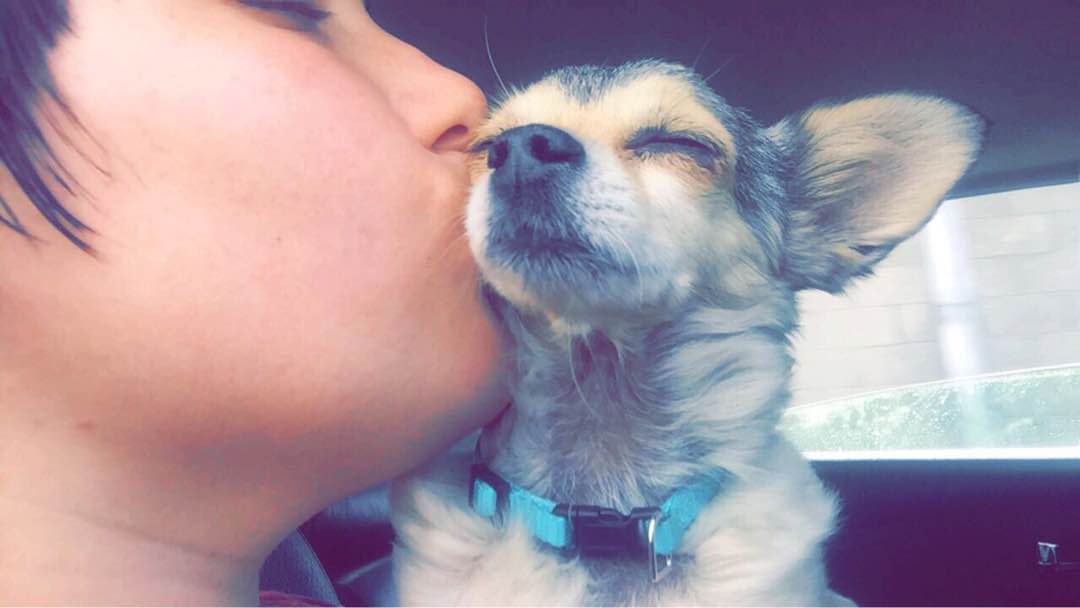 Dog Sitters in Las Vegas with Best Prices on PetBacker