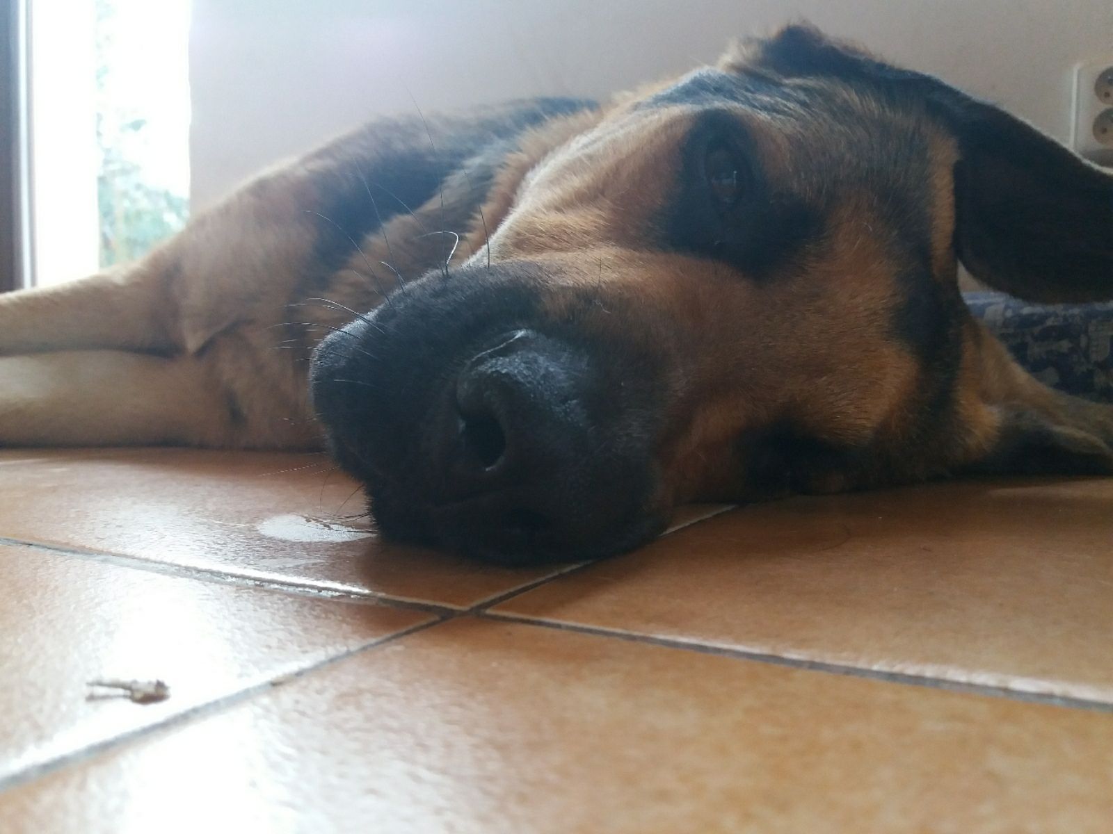 Top Dog Walkers in Czech Republic