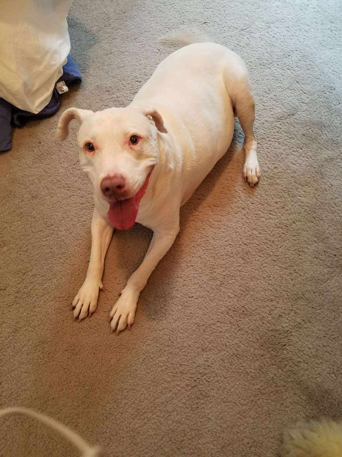 Dog Walking in Tallahassee with Best Prices on PetBacker
