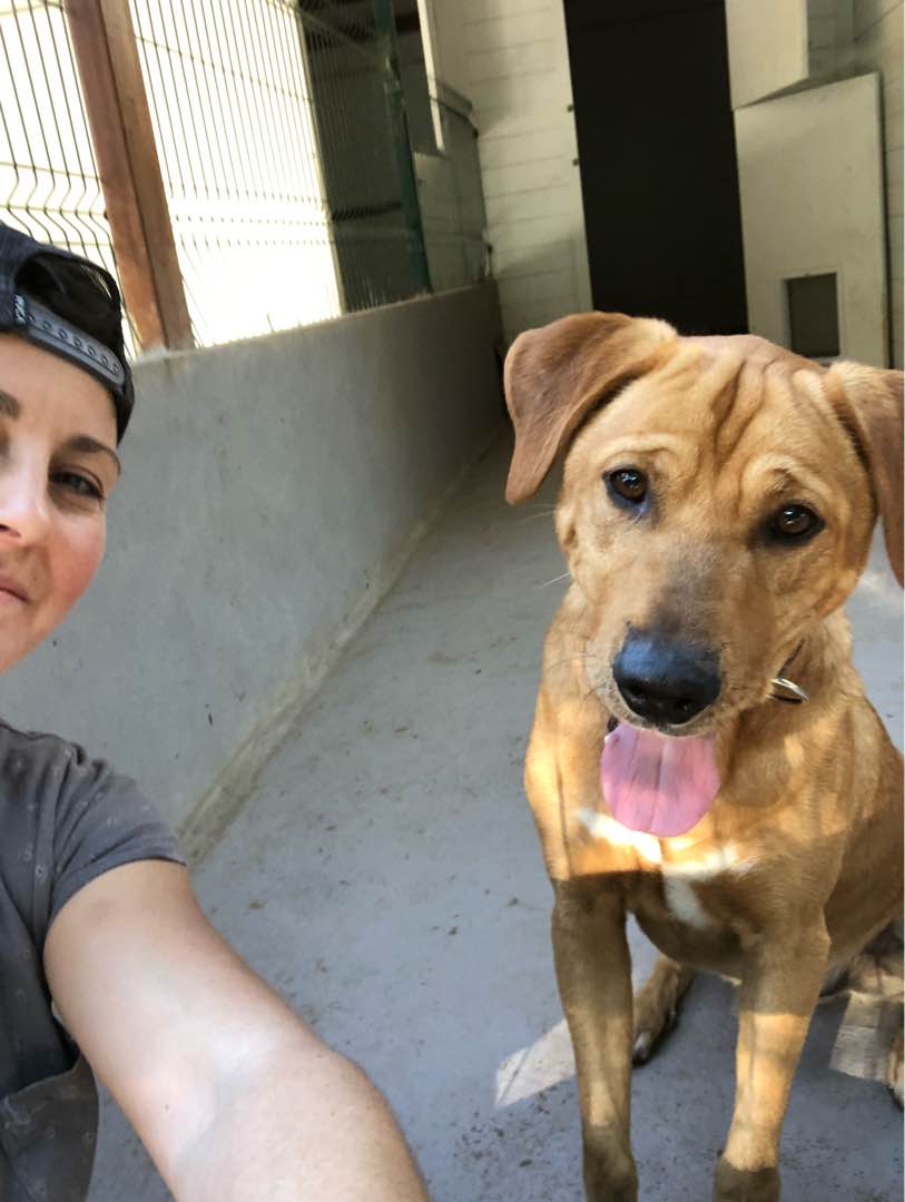 Pet Sitters Near Me Uk Pampanga Best Pet Boarding