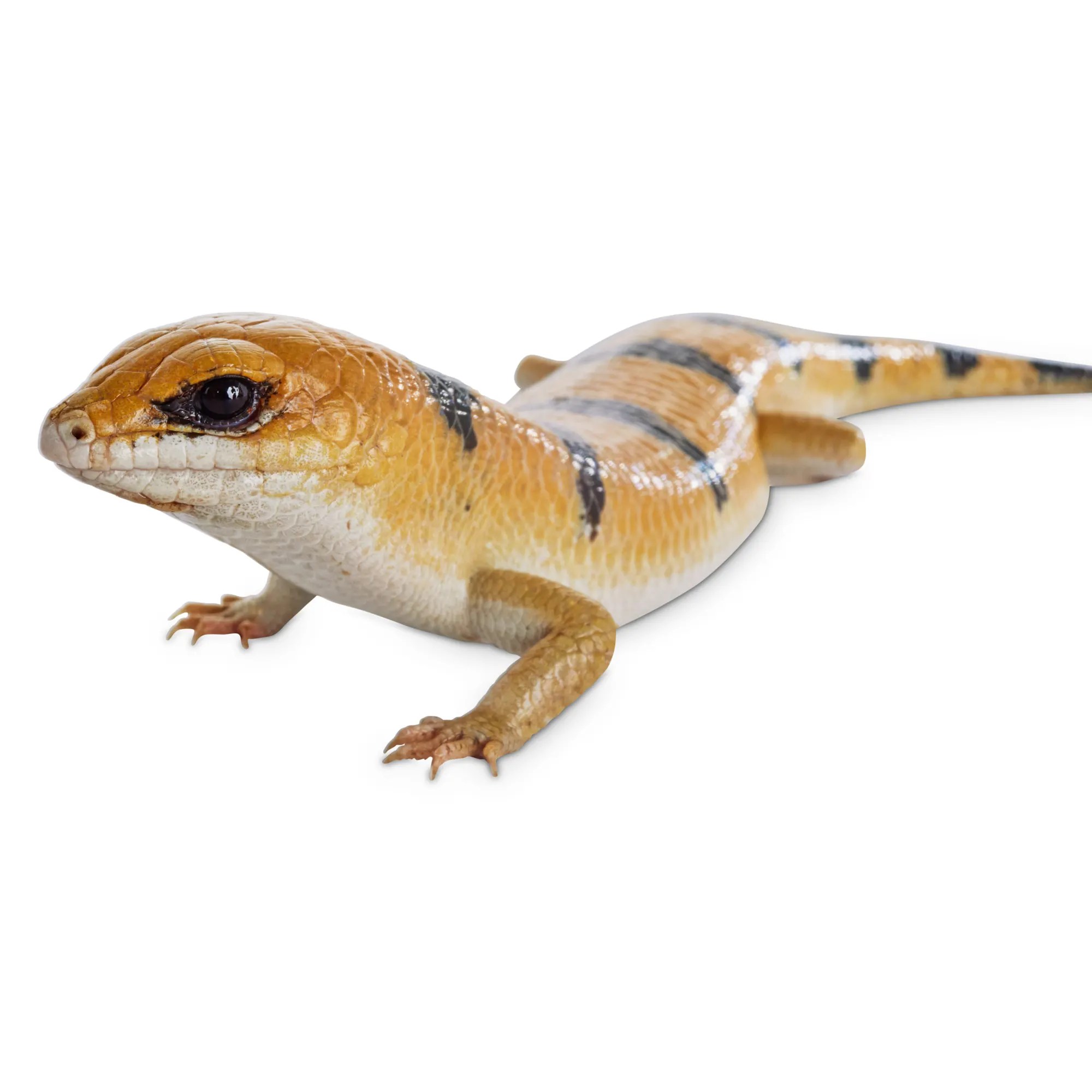 Peter's Banded Skink (Scincopus Fasciatus) | Petco