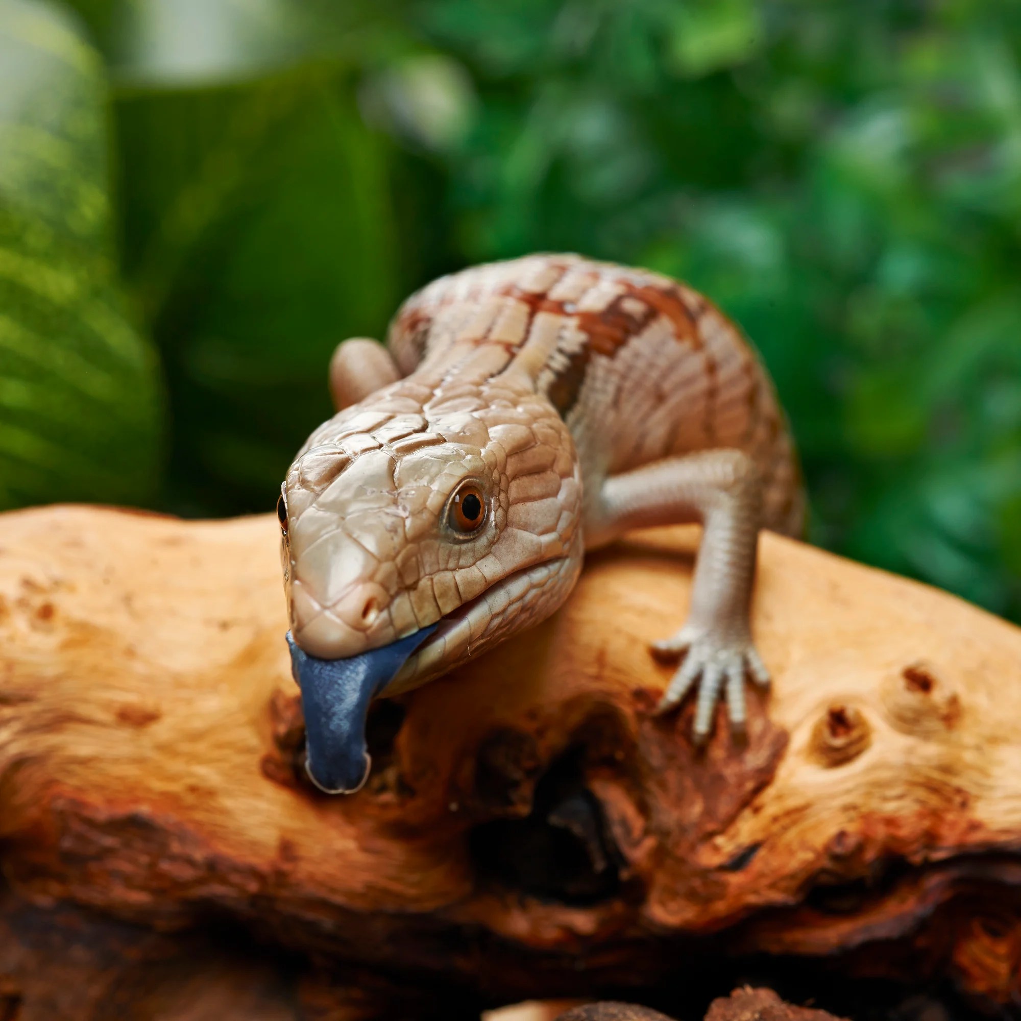 Blue Tongue Skink (Tiliqua Sp.) | Petco
