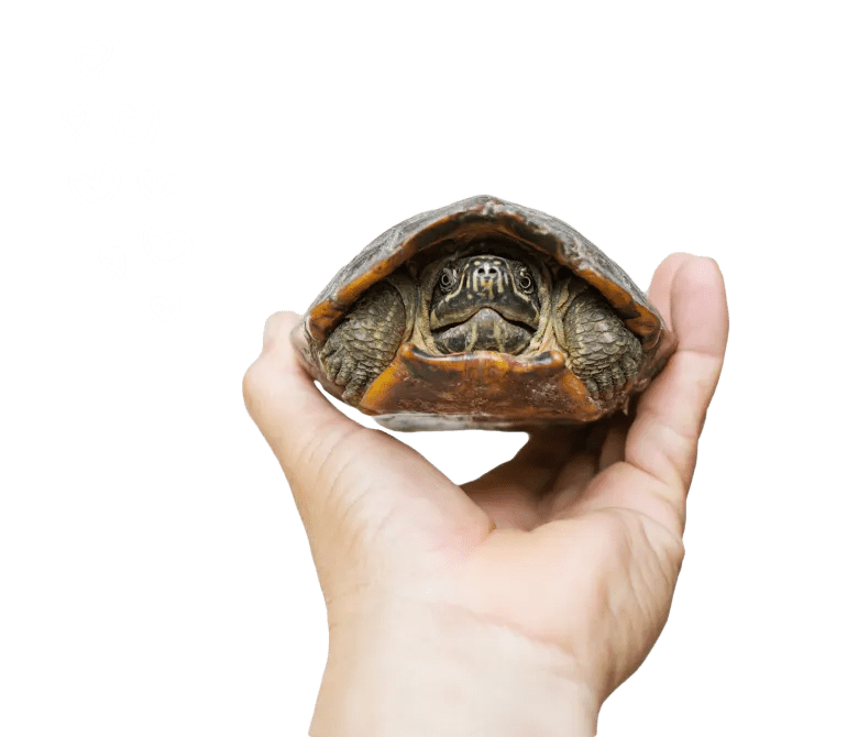 Petco Sustainability & ESG (Environmental, Social & Governance)