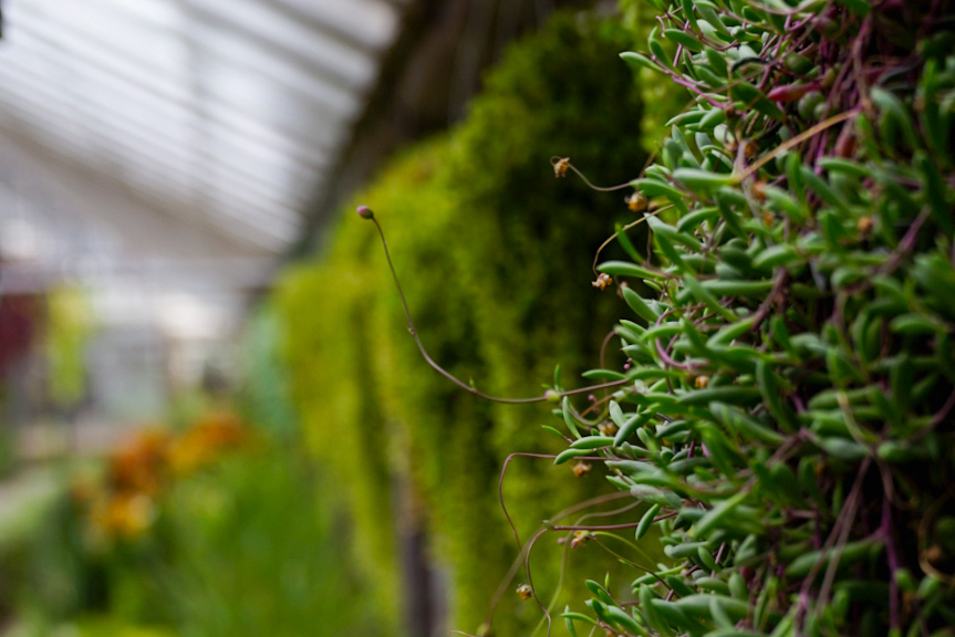 Baldwin Greenhouse Conservatory