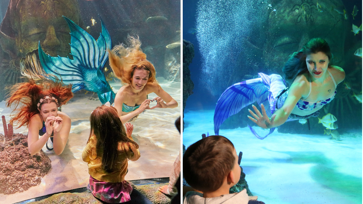 Sea Life Manchester is hosting magical reallife mermaid shows this