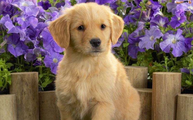 Puppy Puzzle Factory