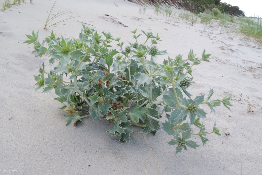 Dune plant Puzzle Factory