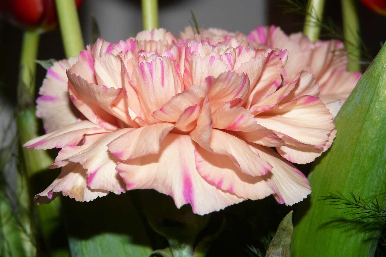 Pink carnation Puzzle Factory