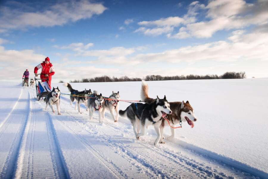 dog sled online puzzle