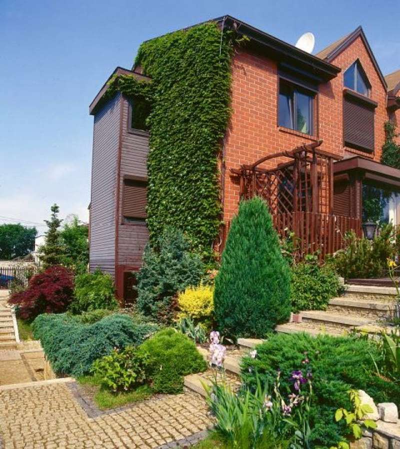 virginia creeper on the building online puzzle