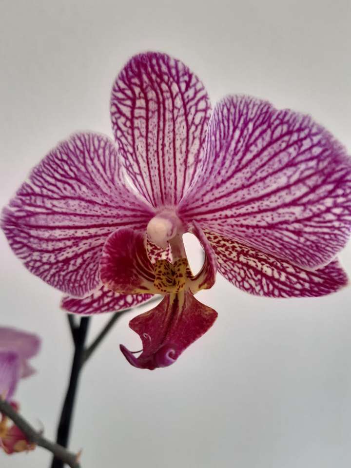 flower online puzzle