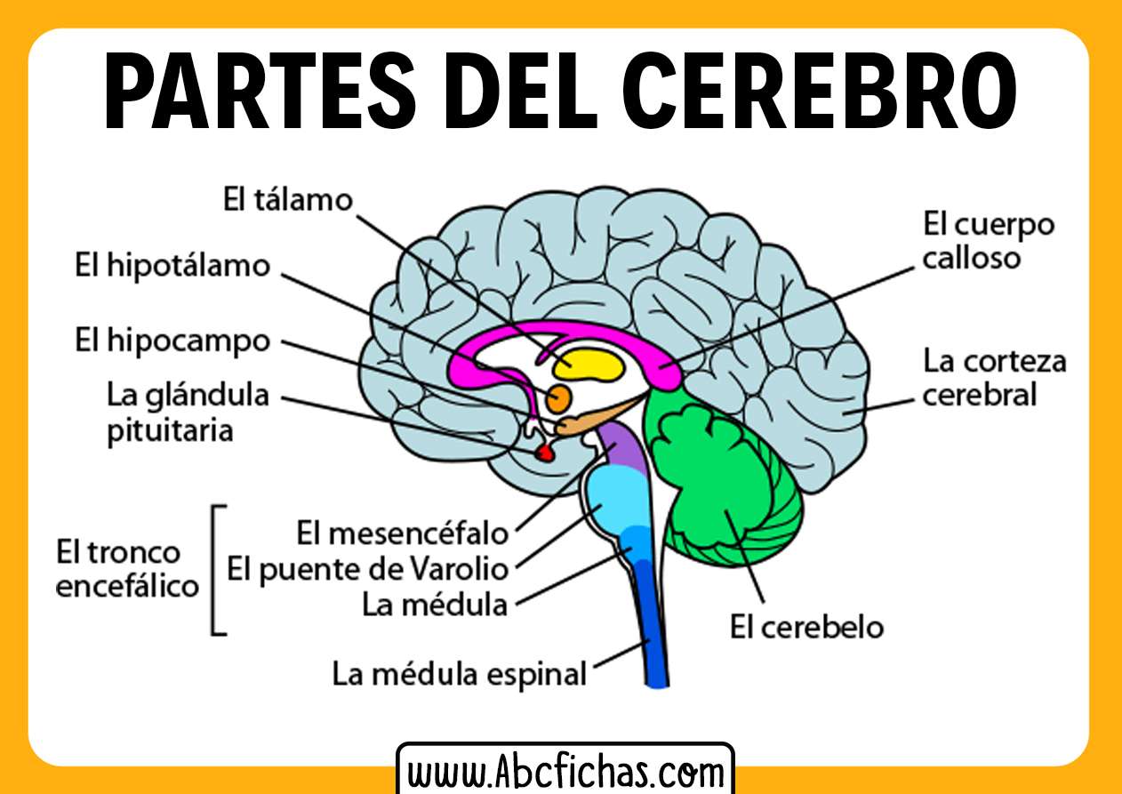 El cerebro rompecabezas en línea