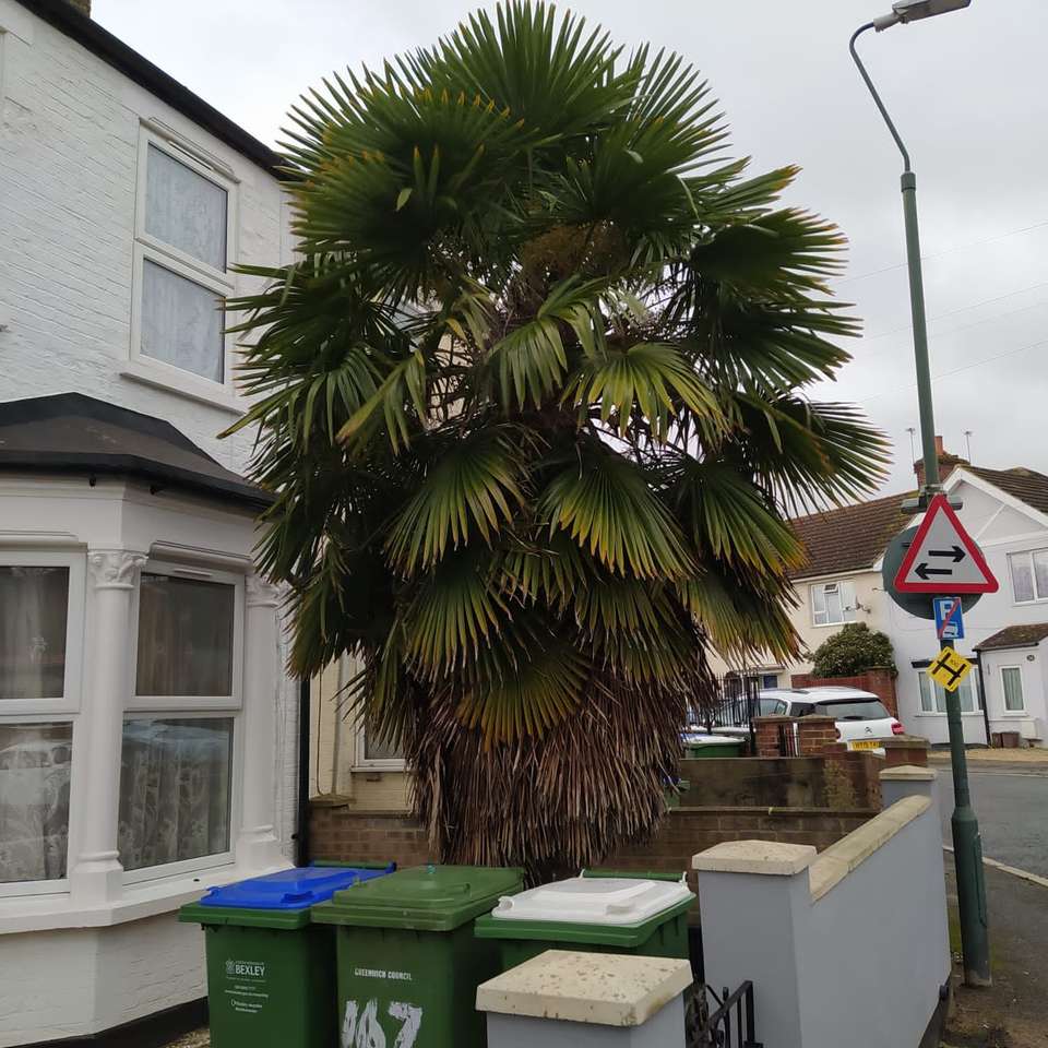 palm tree in front of a house in London Puzzle Factory