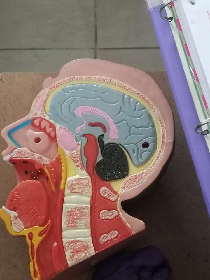 El cerebro rompecabezas en línea