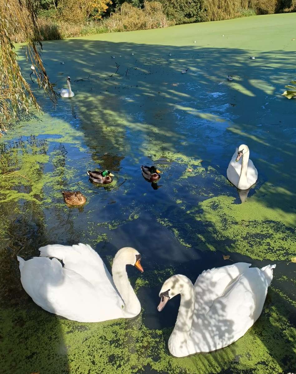 white swans on the pond online puzzle