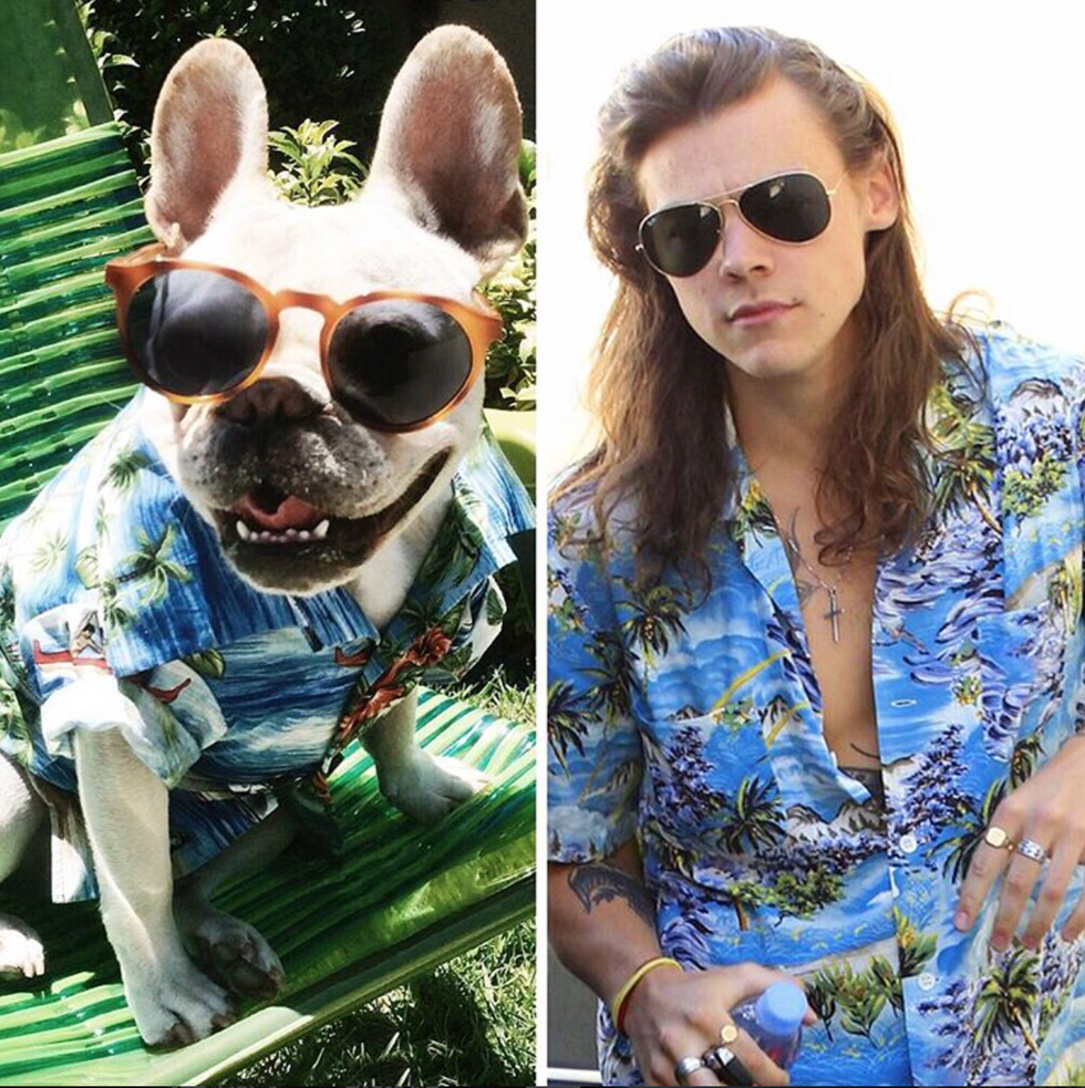 The Top 10 Best Frenchie Instagram Accounts