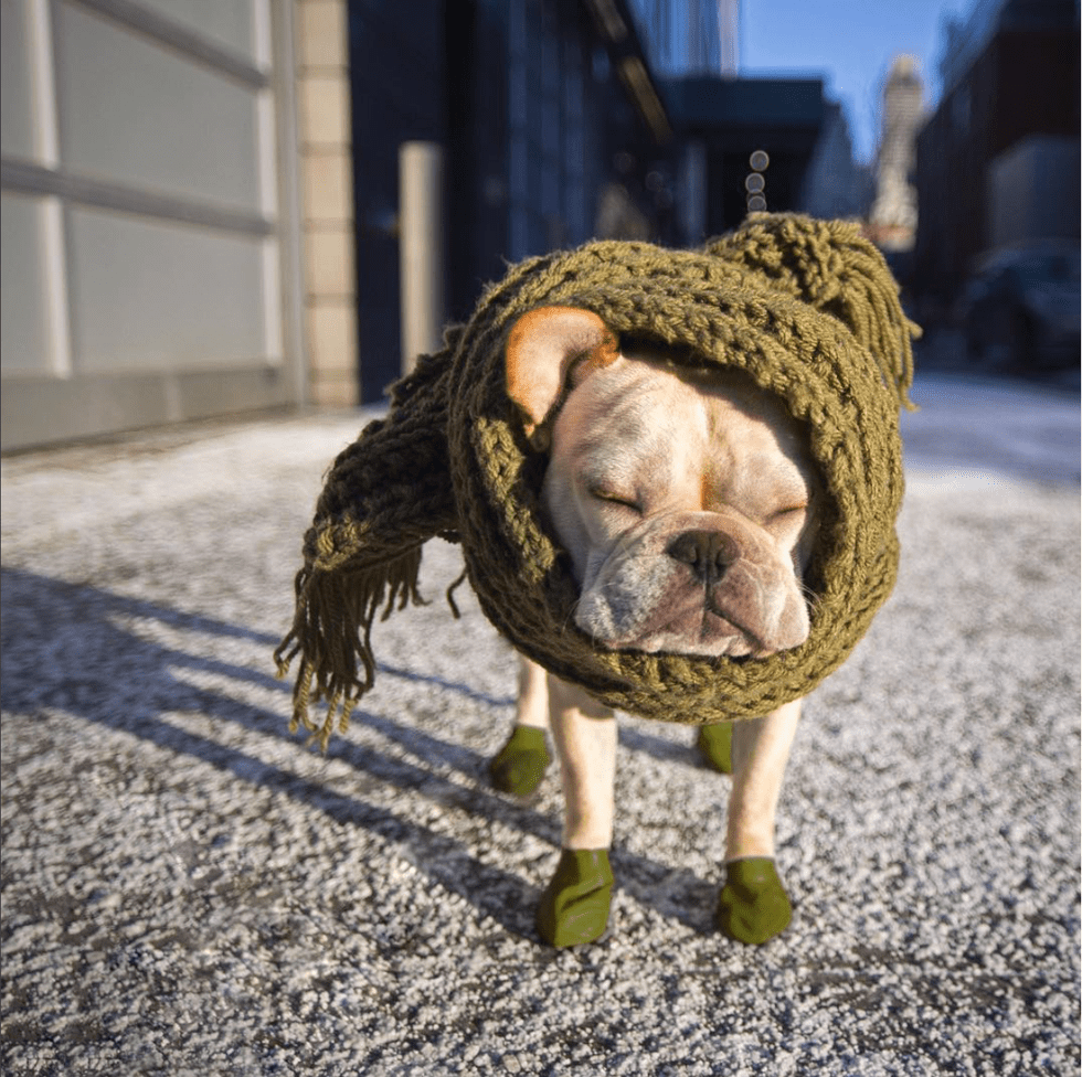 The Top 10 Best Frenchie Instagram Accounts
