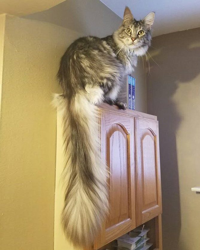 Michigan Cat Shows Off World's Longest Tail, The Floofiest