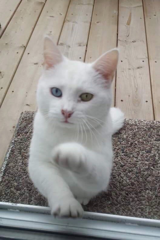 Cat Visits Her Neighbor Every Day For Treats and Pets For
