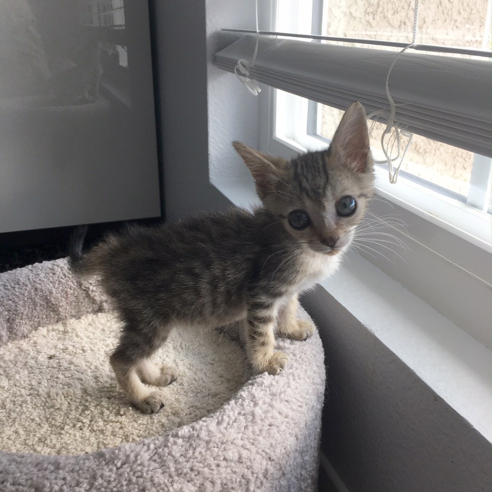 Miracle Kitten Half The Size of a Normal Cat is Determined to Live and