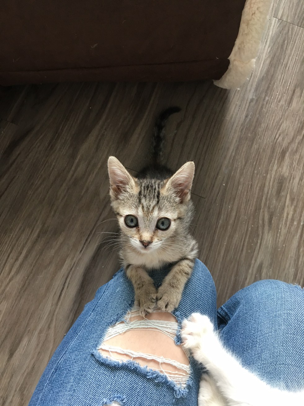 +22 What Cats Stay Kitten Size 2022