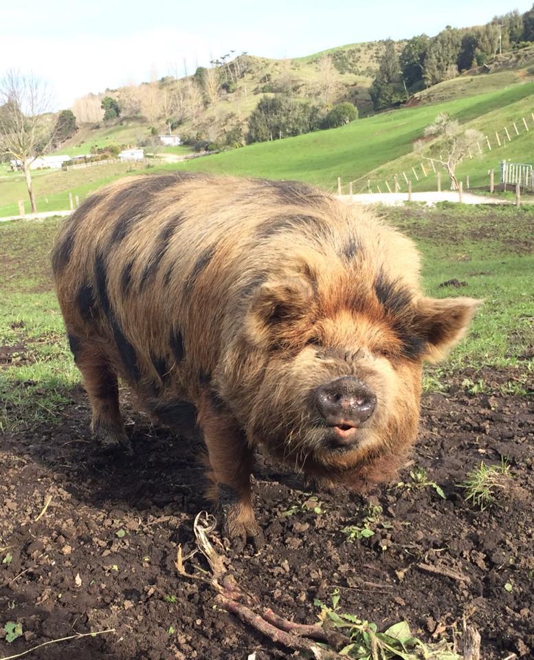 18 Pigs Who Are Too Adorable To Be Real