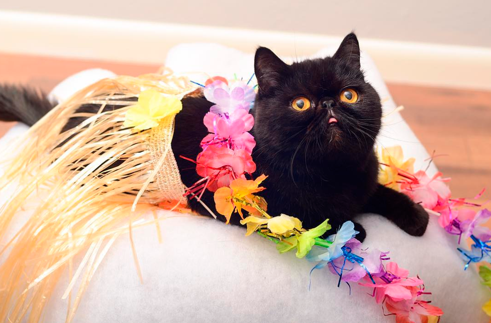 10 Halloween Cats That Will Make You Smile