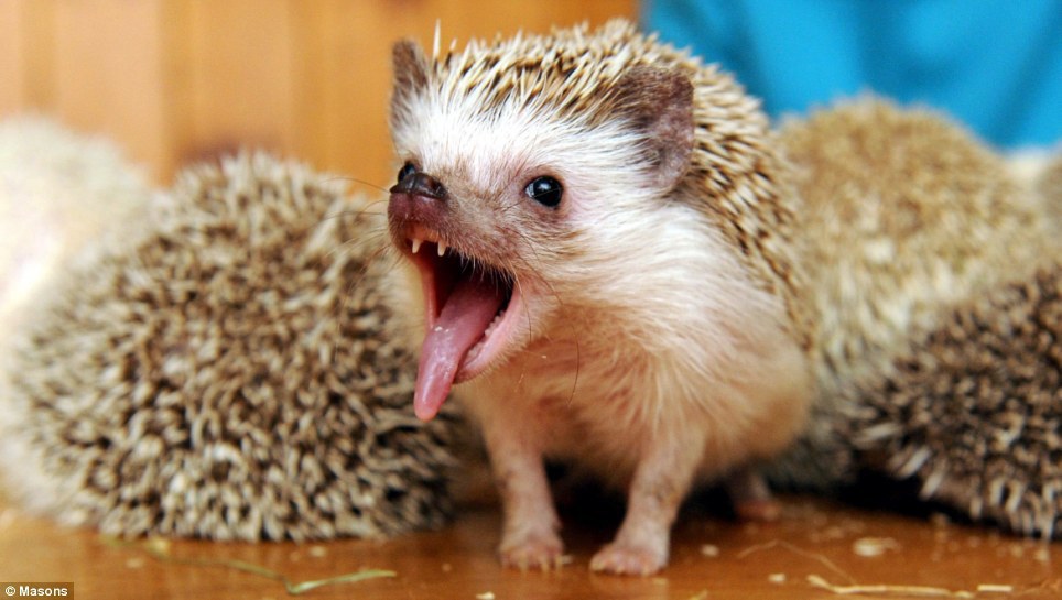 7 Crazy Questions Every Hedgehog Owner Gets Asked