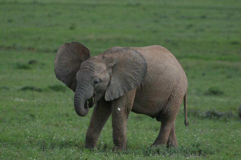 Baby Elephants Actually Suckle Their Itty Bitty Trunks
