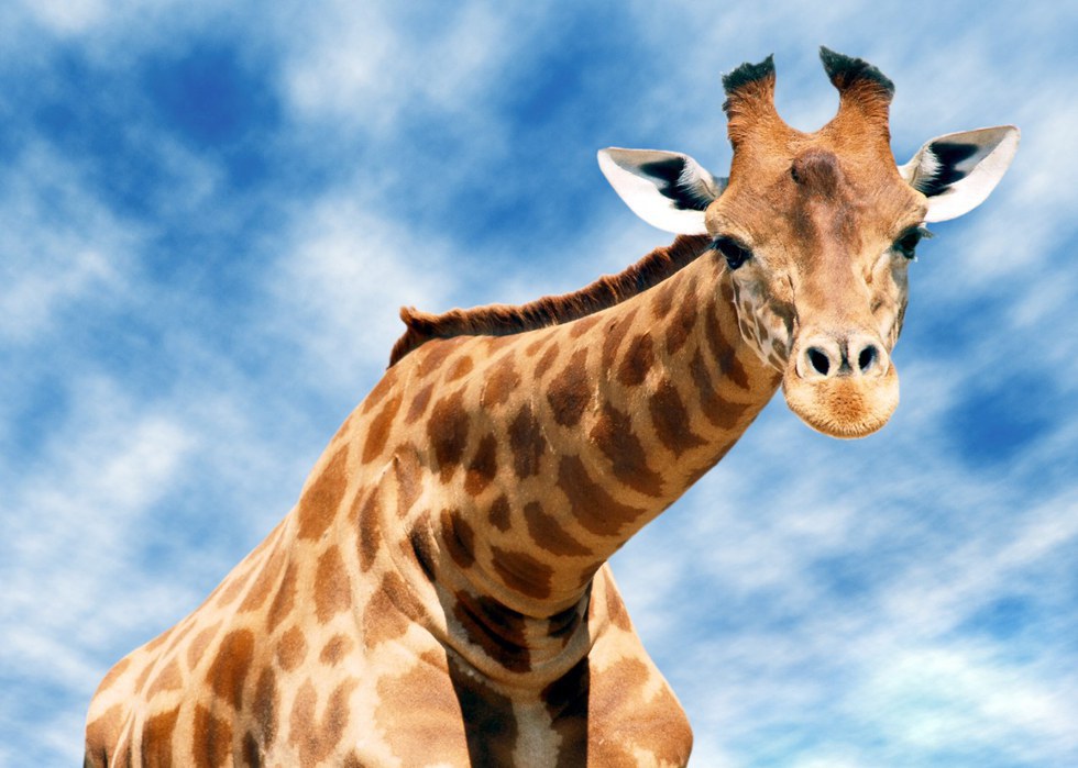 There are Really Four Species of Giraffes