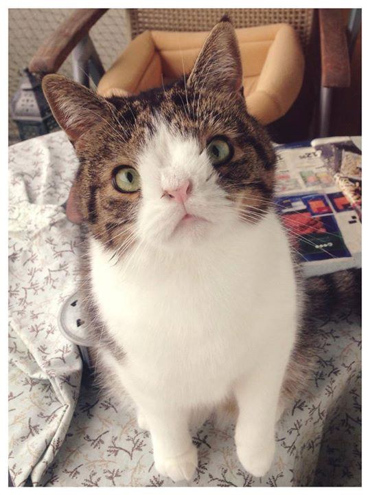 Meet Monty The Cat With A Crooked Nose And A Big Heart