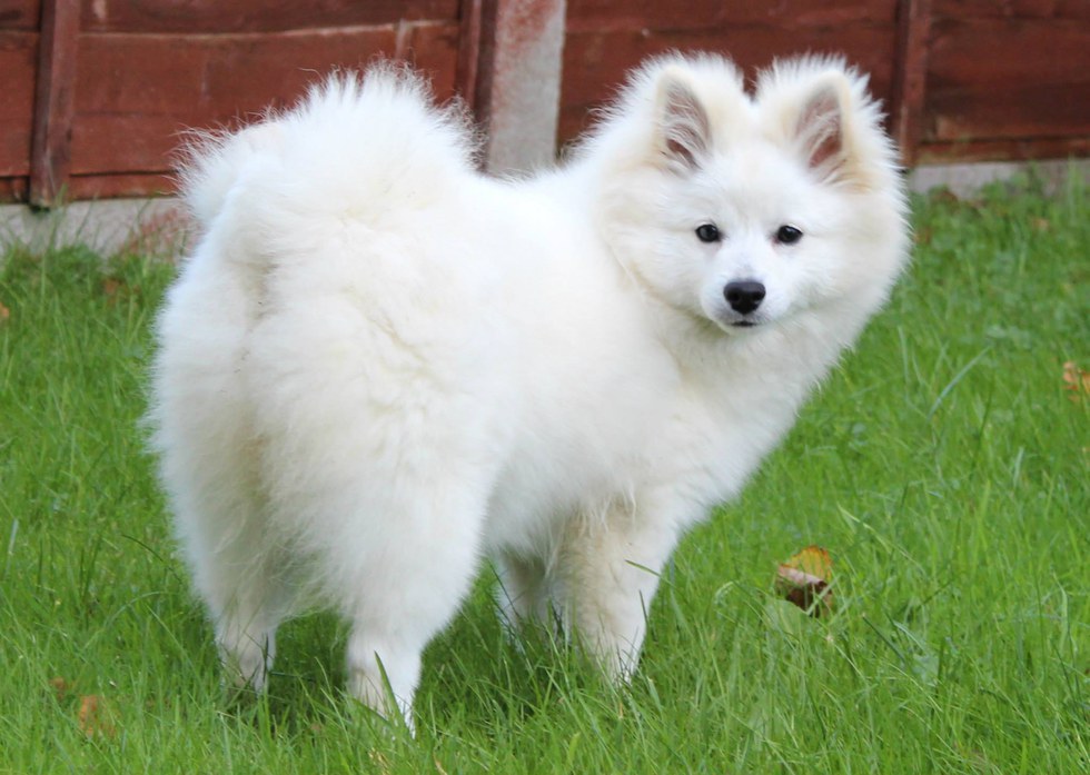 10 Cute Dogs To Make Your Day Better