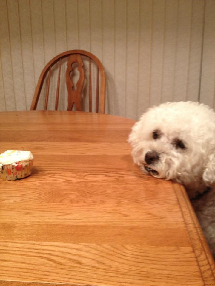 12 Adorable Expressions Every Bichon Frise Parent Will Instantly Recognise