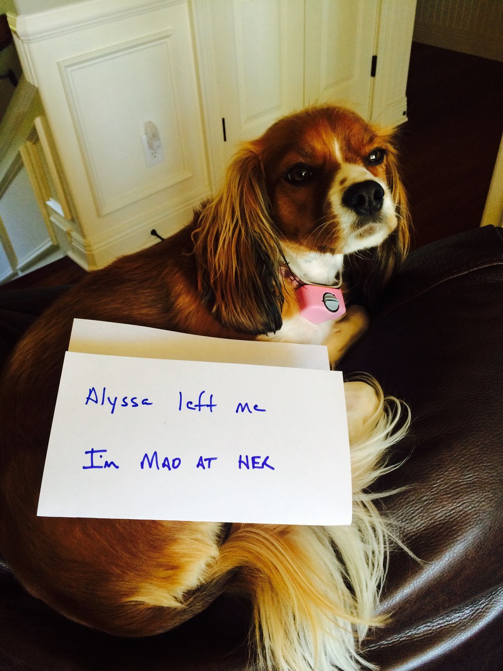 20 Reasons Why Your Dog is Your Best Friend