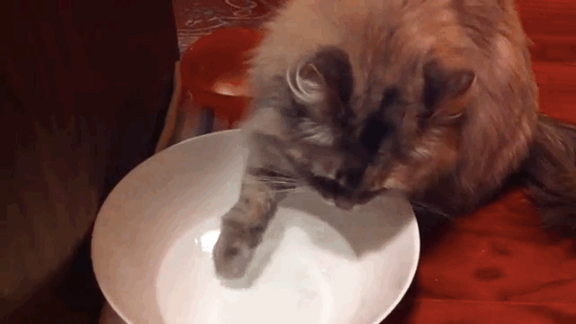 Q Why Do Cats Drink Water Off Their Paws?