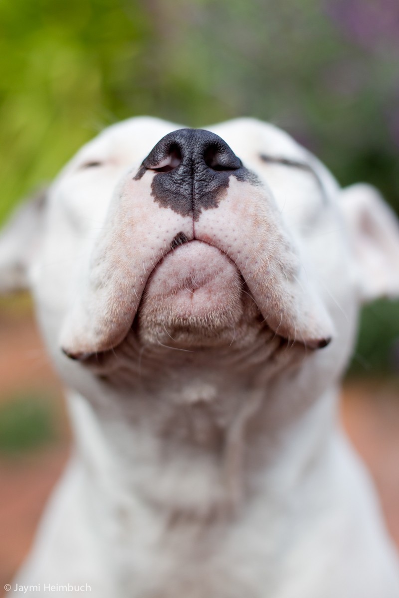 The Face Of World Happiness Is A Pit Bull