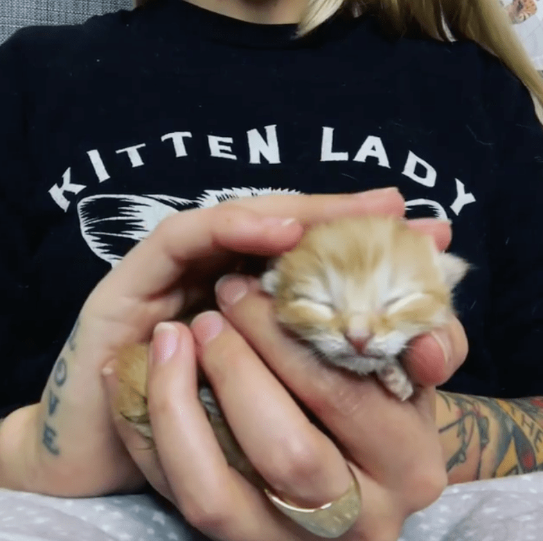 Tiny Kitten Brought To Store in Tissue Box Gets Her Life Turned Around