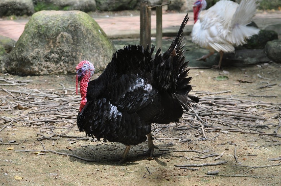 Canada's Largest Turkey Farm Responds To Animal Abuse Allegations