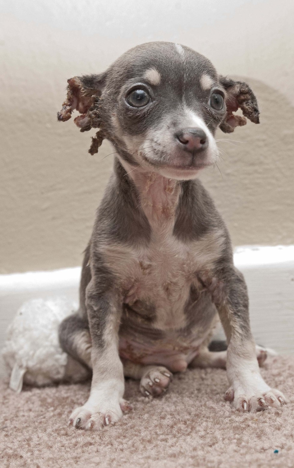 Chihuahua Puppy With Severe Burns Adopted By Girl Who Has Been There