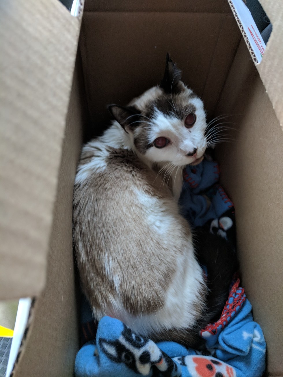 Senior Shelter Cat Comes Out From Hiding Under Blanket When He Finds
