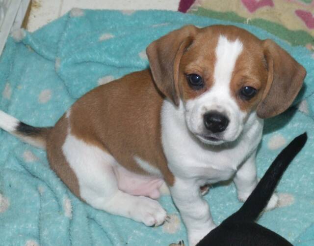 Beagle Chihuahua Mix Puppies Chihuahua Beagle Mix